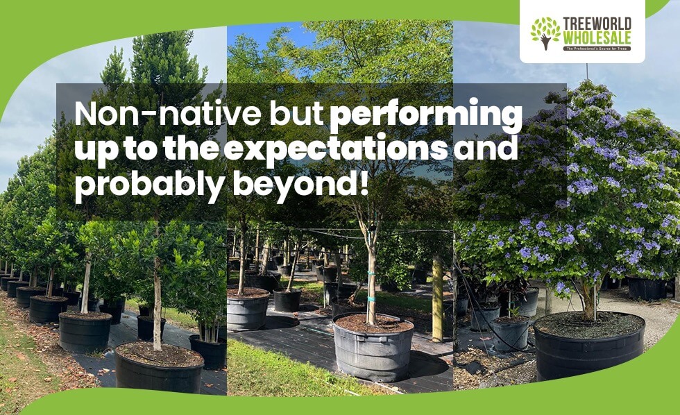 Trees Non-native to south florida but performing to the expectations and beyond!