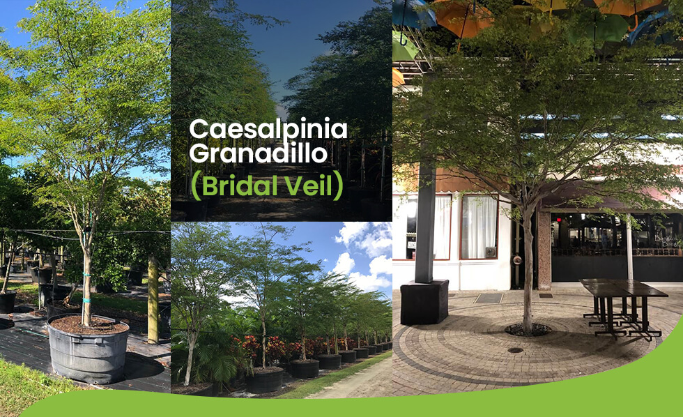 Caesalipinia Granadillo (Bridal Veil) at treeworld wholesale