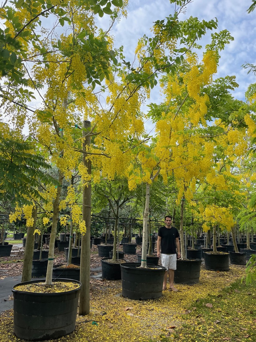 Cassia Fistula: Golden Shower Tree For Sale in Florida