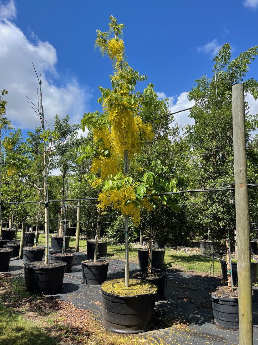 100 Gal - Cassia Fistula - Golden Shower tree for sale