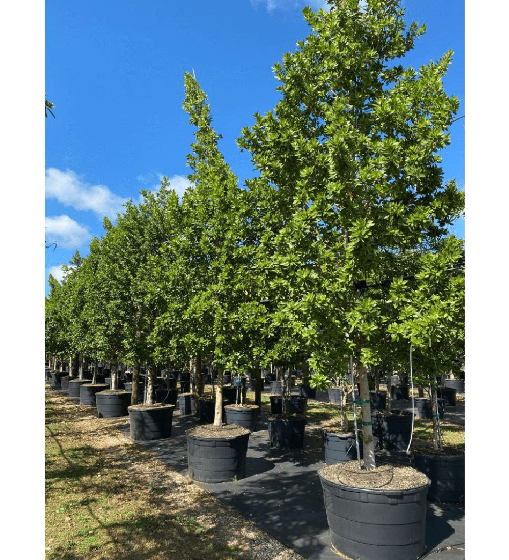 100 Gal - Conocarpus Erectus - Green Buttonwood