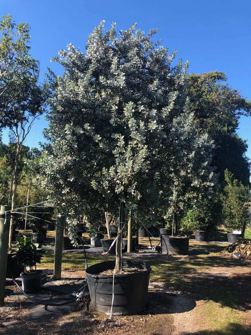 Details about   Conocarpus erectus 'Sericeus' Silver Buttonwood Tree Extra Large 