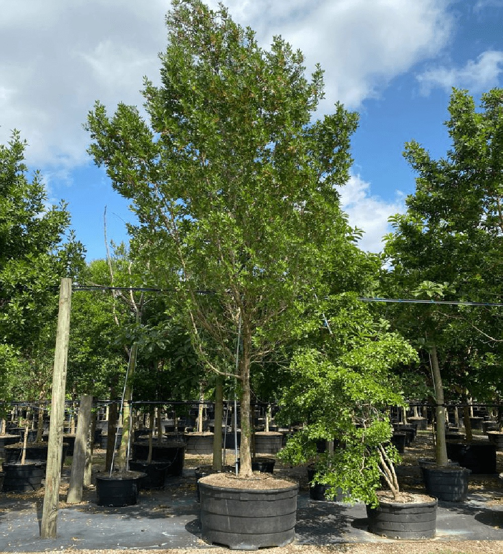 200 Gal - Conocarpus Erectus - Green Buttonwood