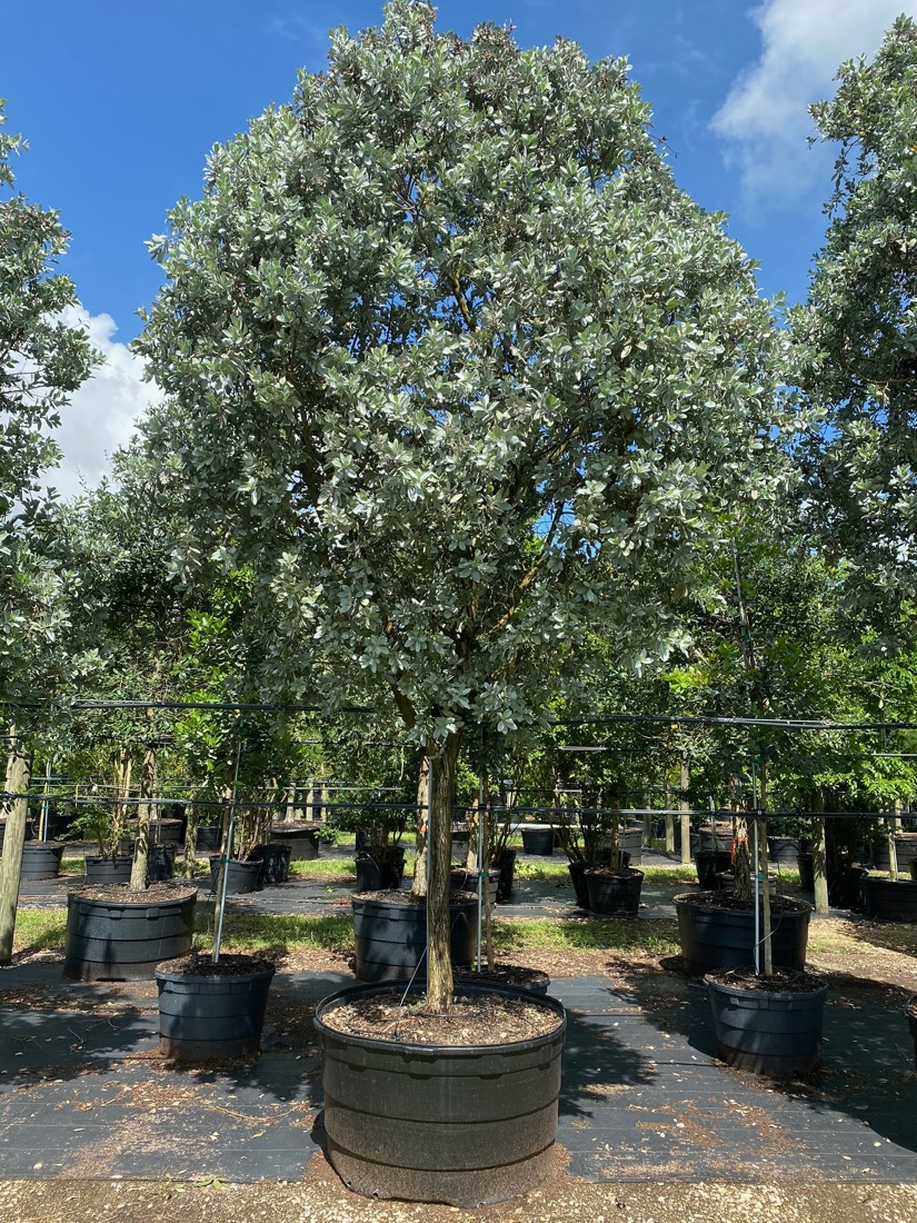 200 Gal - Conocarpus Erectus Var. Sericeus - Silver Buttonwood