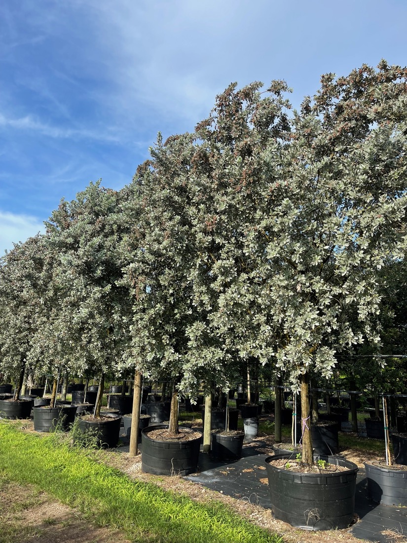 200 Gal - Conocarpus Erectus Var. Sericeus - Silver Buttonwood