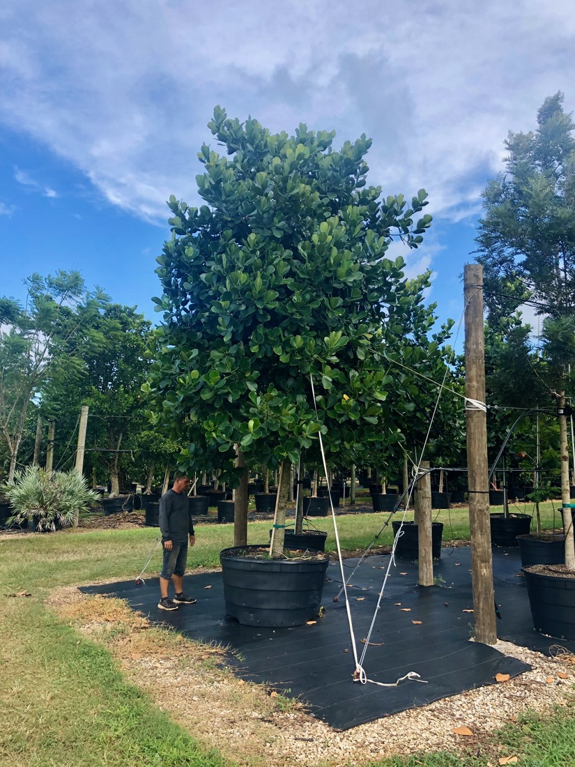 Madagascar Olive Tree - Noronhia Emarginata for sale Florida 🌳