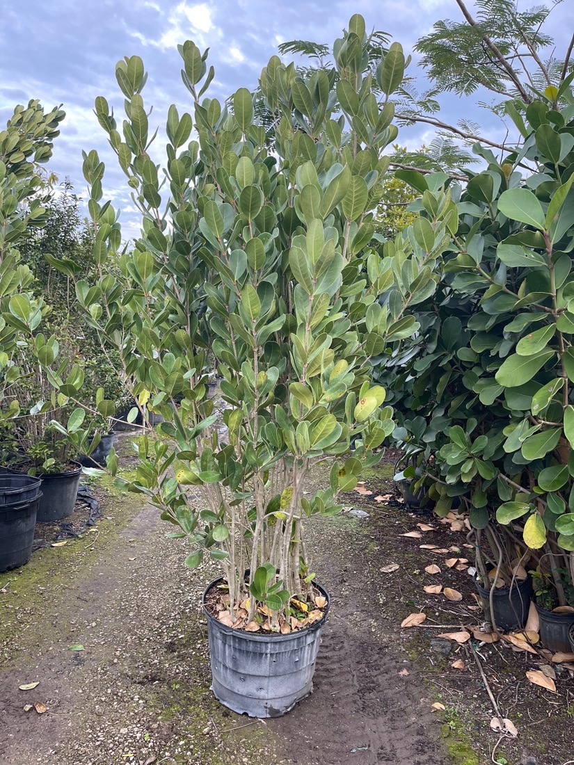 25 Gal - Noronhia Emarginata - Madagascar Olive - Bush