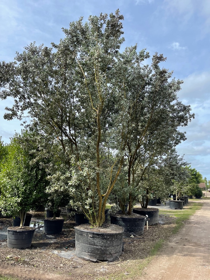 300 Gal - Conocarpus Erectus Var. Sericeus - Silver Buttonwood
