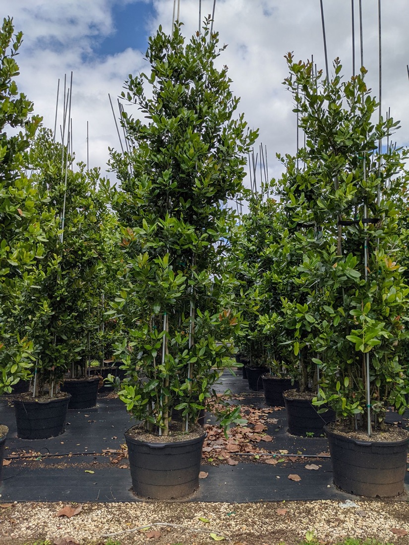 Calophyllum Brasiliensis (Bush)