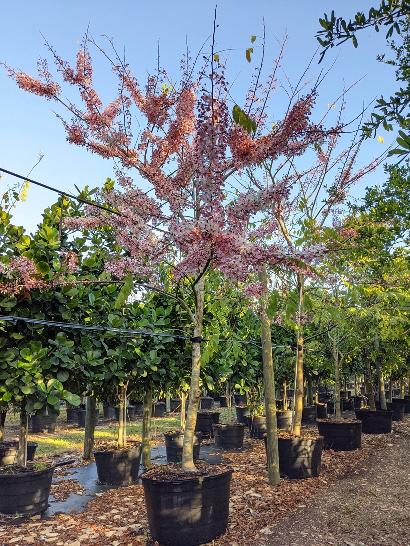 45 Gal - Cassia Bakeriana tree - Pink Cassia