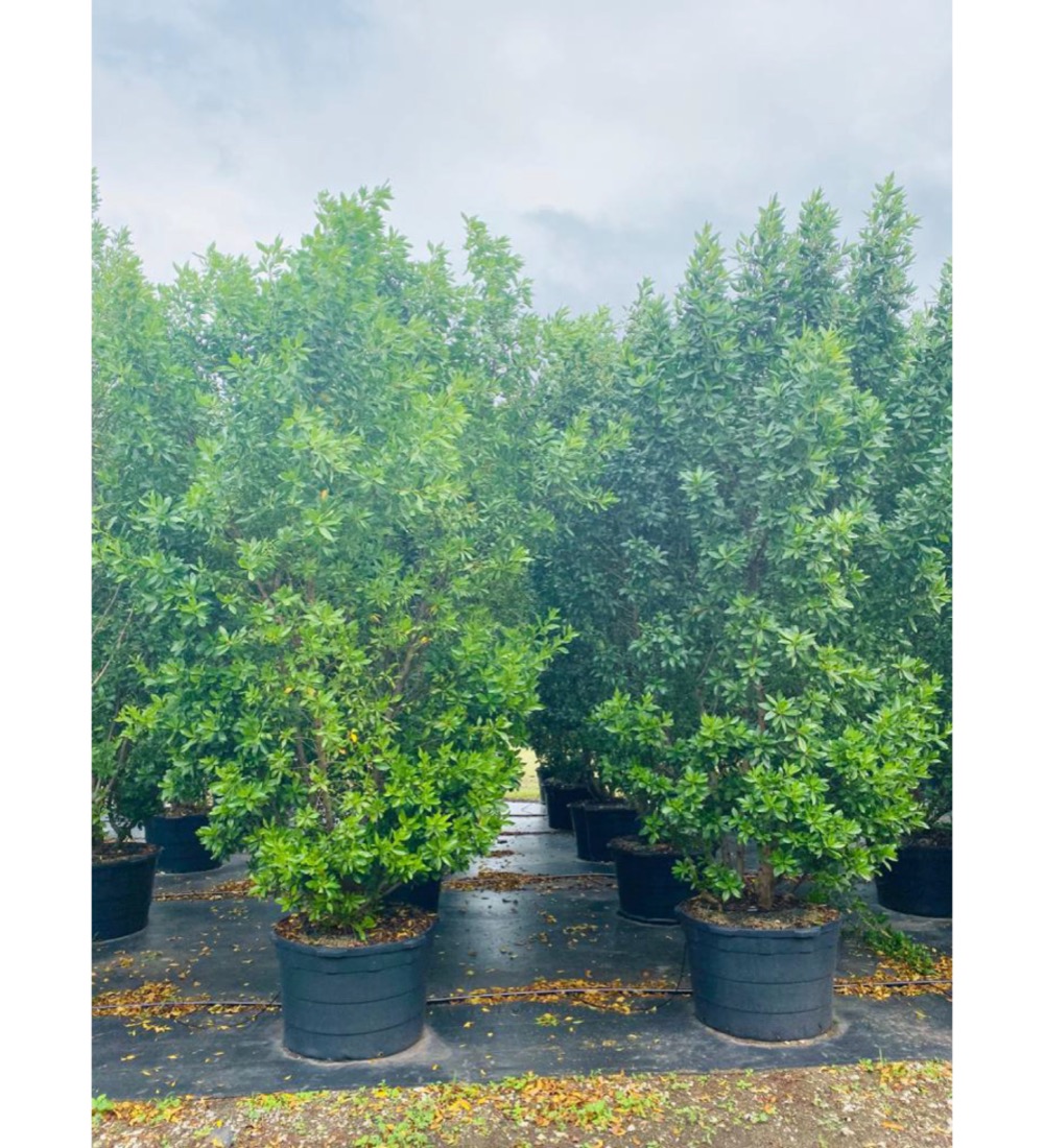 45 Gal - Conocarpus Erectus - Green Buttonwood - Bush