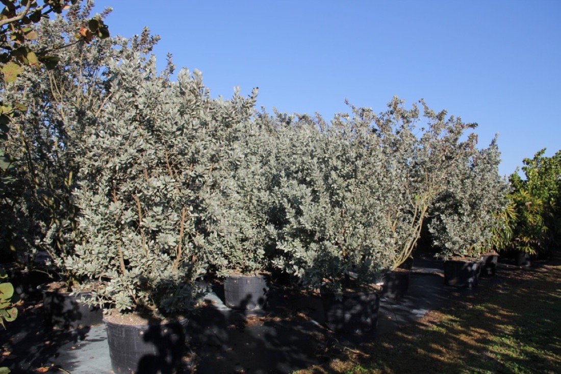 45 Gal - Conocarpus Erectus Var. Sericeus - Silver Buttonwood - Bush