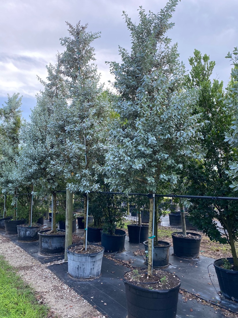 45 Gal - Conocarpus Erectus Var. Sericeus - Silver Buttonwood