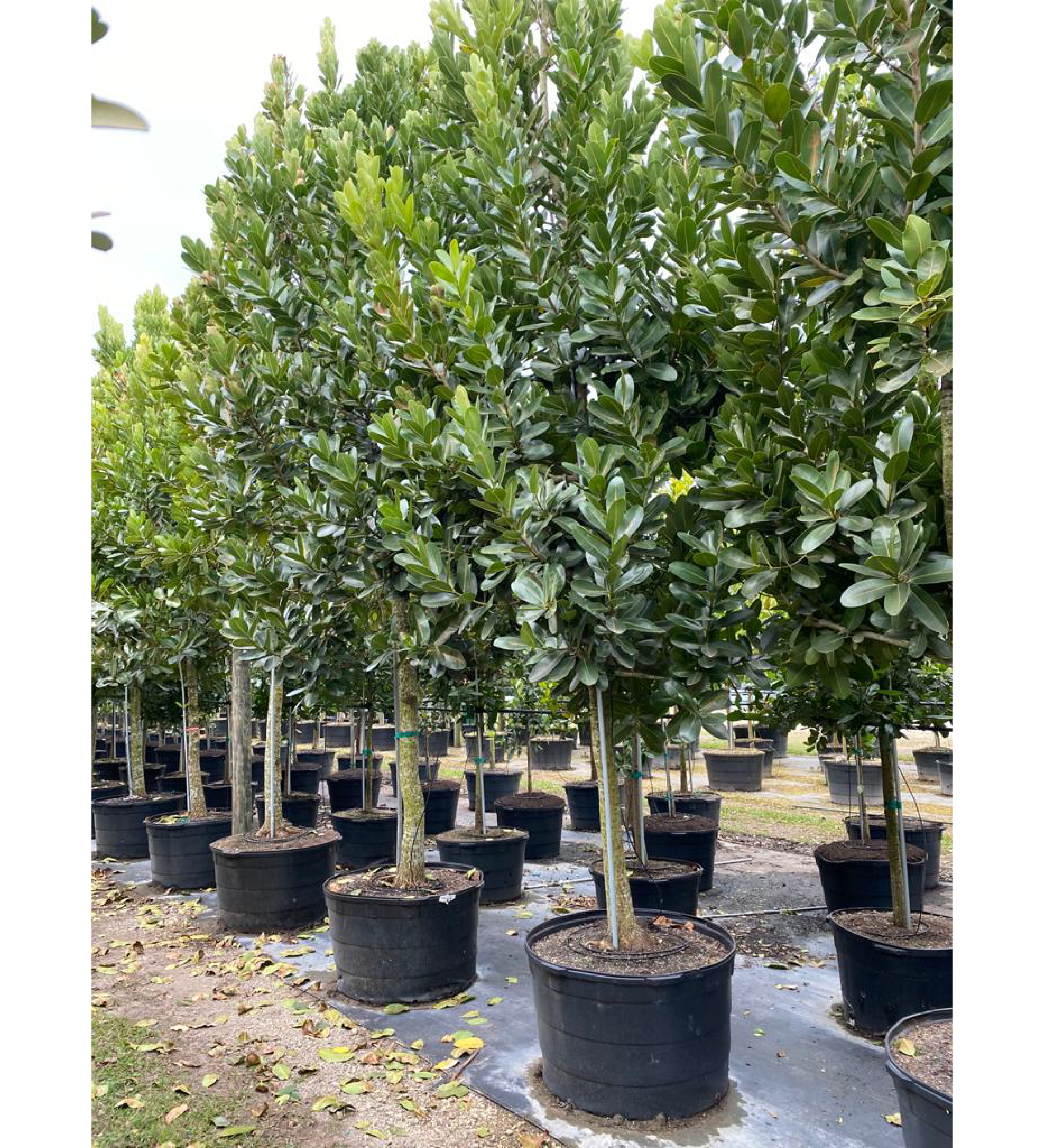 45gal -calophylluminophyllum-beautyleaf-kamani tree