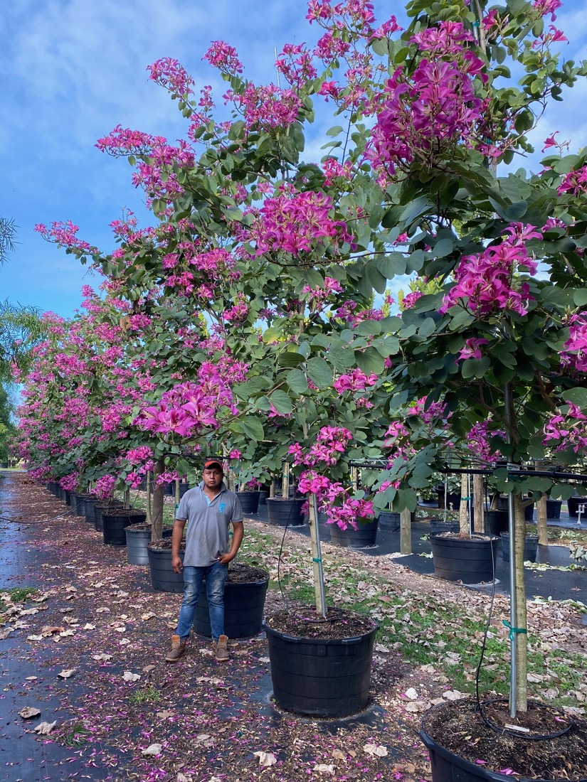 Bauhinia x Blakeana