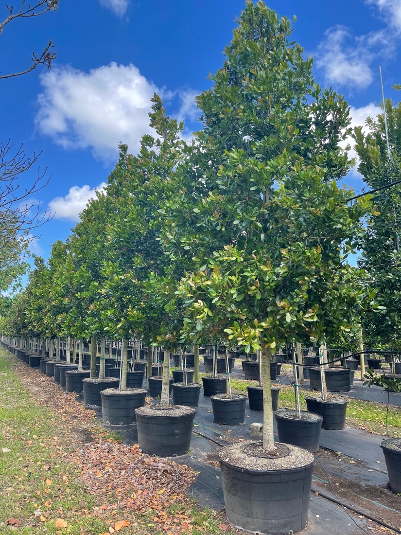 Calophyllum Brasiliensis