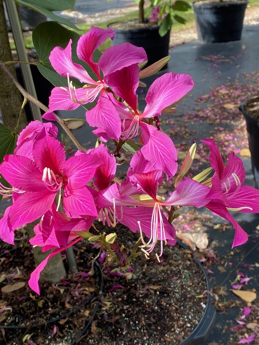 Bauhinia x Blakeana - Hong Kong Orchid - Flower