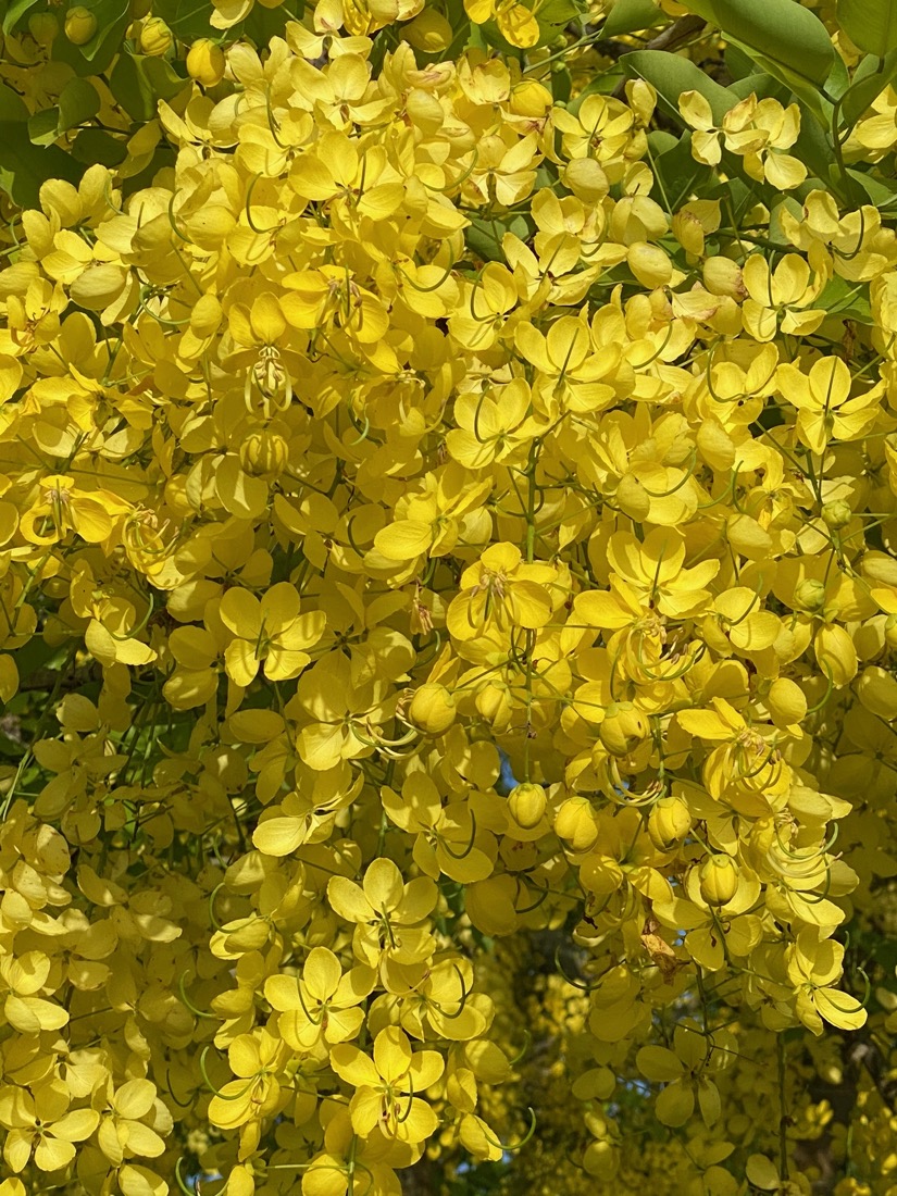Cassia-Fistula-Golden-Shower-Flower