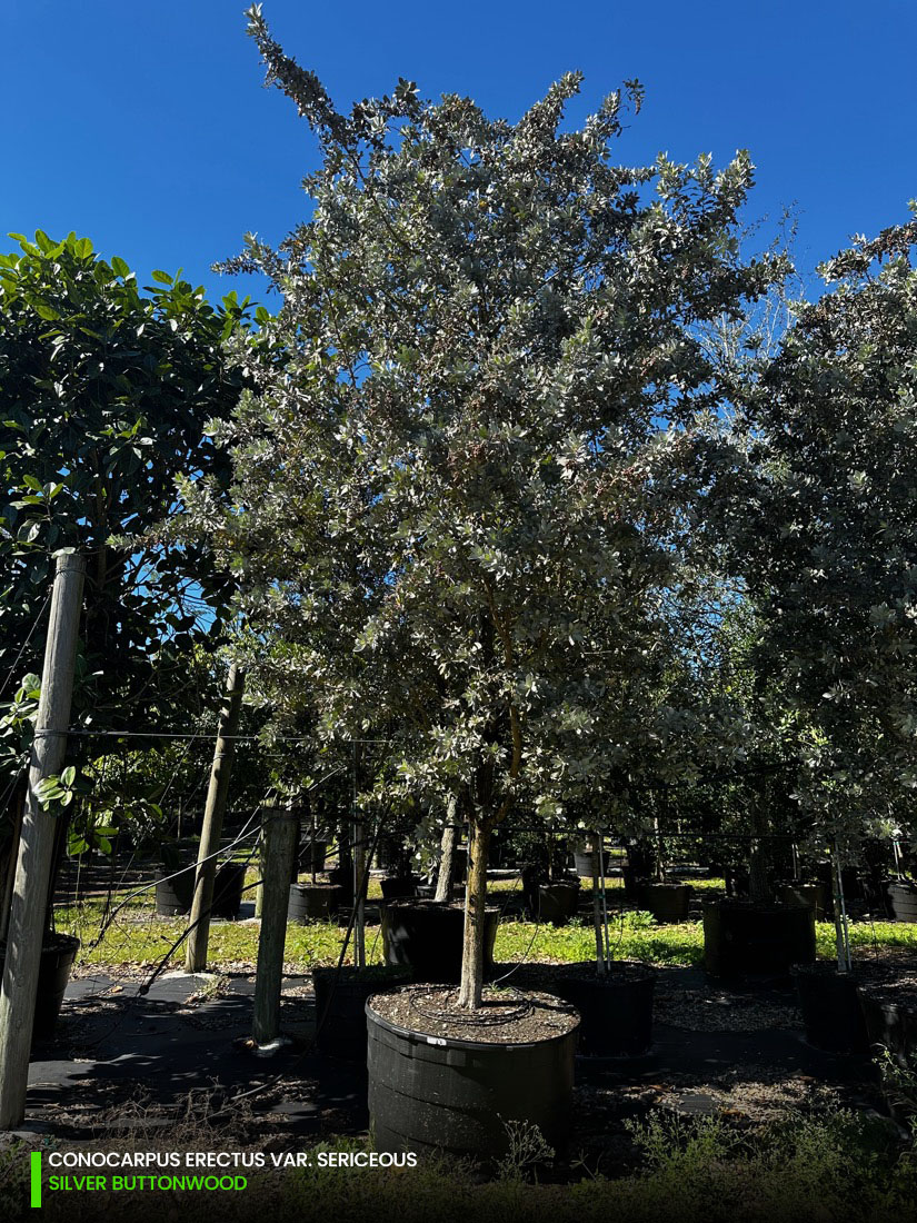 Conocarpus Erectus Var. Sericeous - Silver Buttonwood