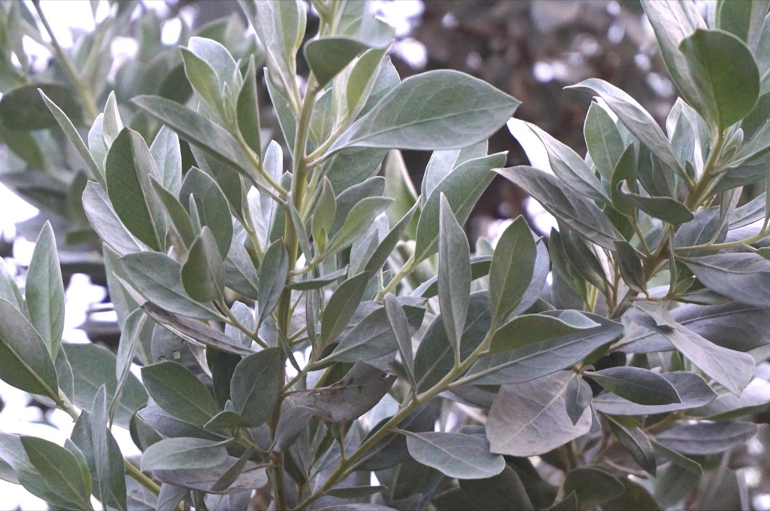 Conocarpus Erectus Var. Sericeus - Silver Buttonwood - Leaf