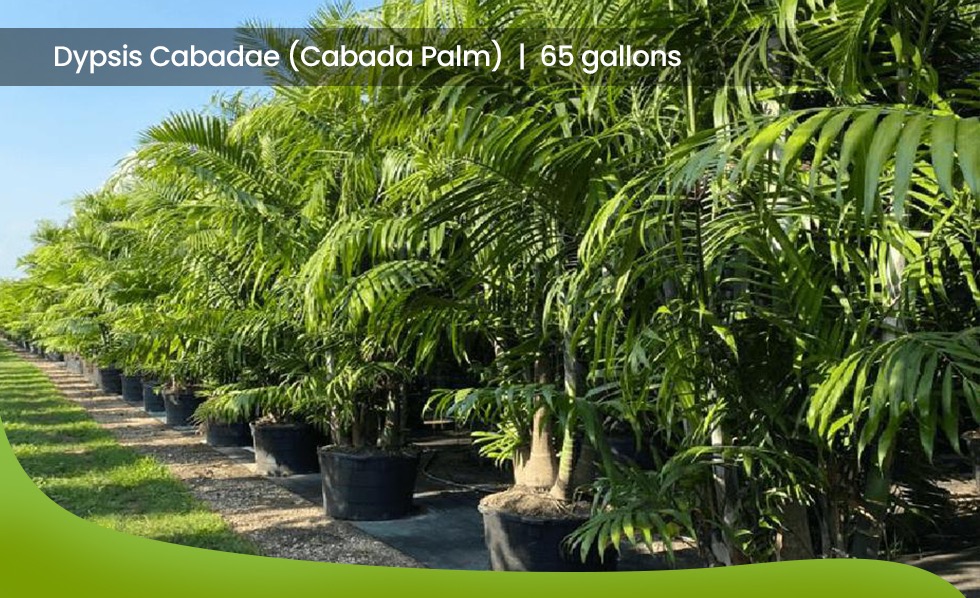 65 gallons Dypsis Cabadae -Cabada Palm- TreeWorld Wholesale
