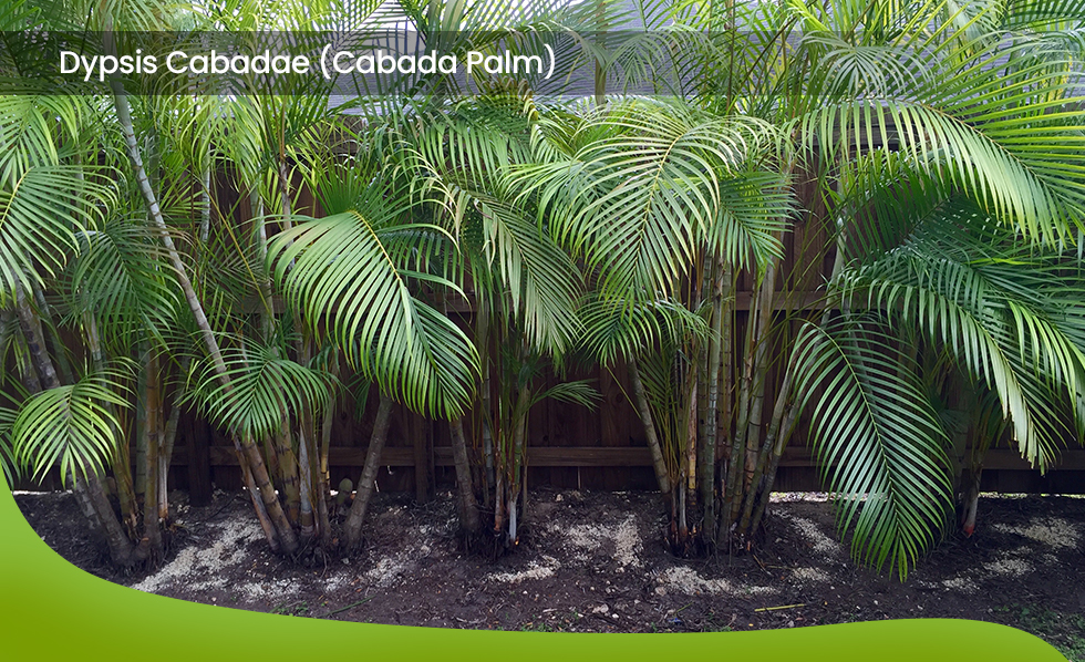 Dypsis Cabadae -Cabada Palm landscape grouping 