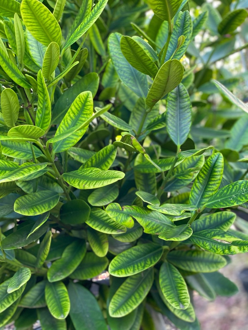 Garcinia Spicata - Mangosteen - Leaf