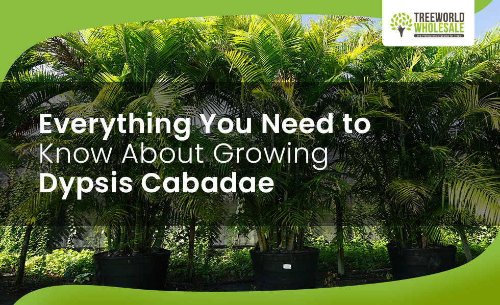 dypsis-cabadae-everything-you-need-to-know