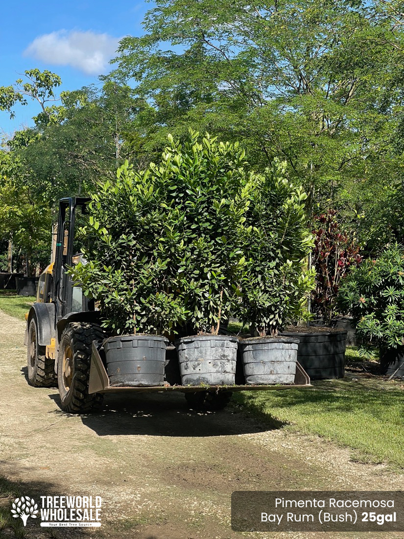 https://www.treeworldwholesale.com/wp-content/uploads/2022/02/Pimenta-Racemosa-Bay-Rum-Bush-25gal.jpg