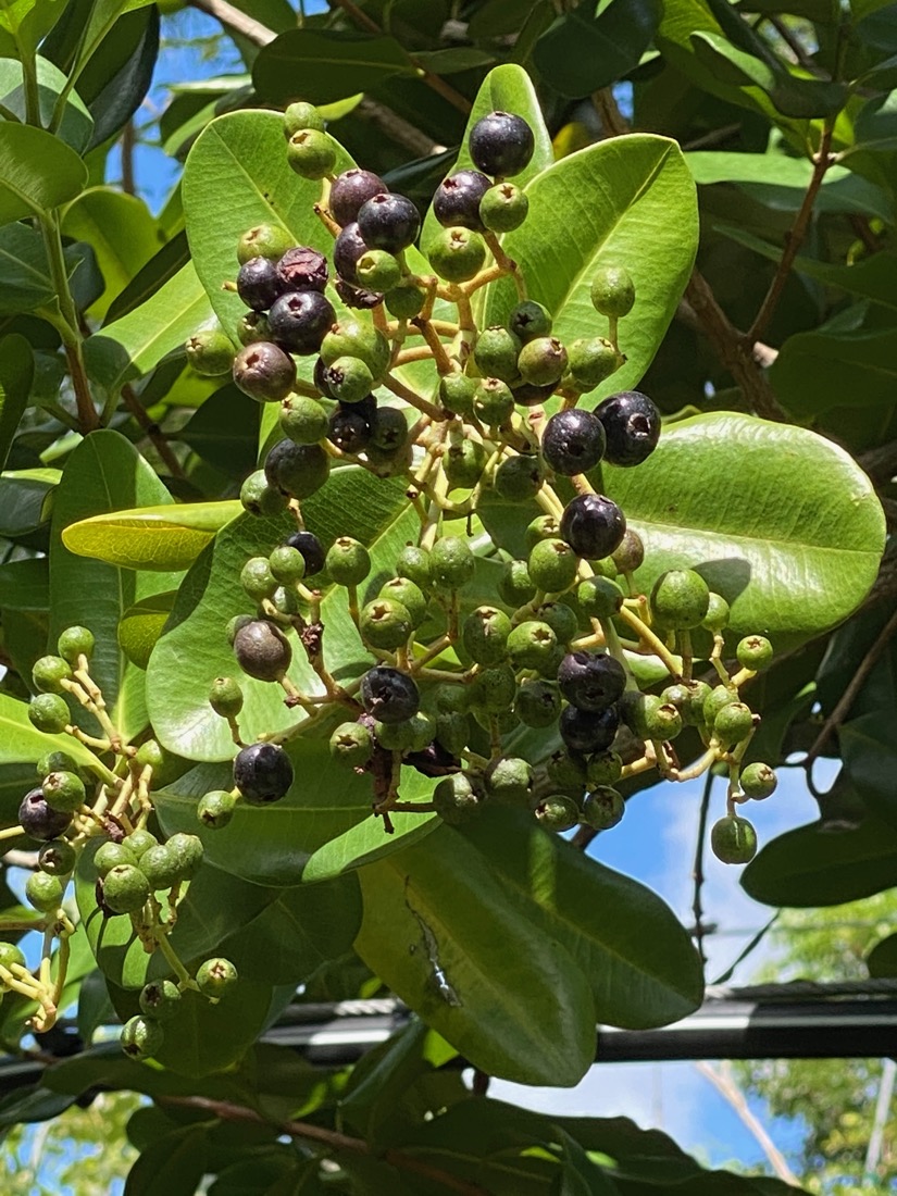 Pimenta Racemosa - Bay Rum - Fruit