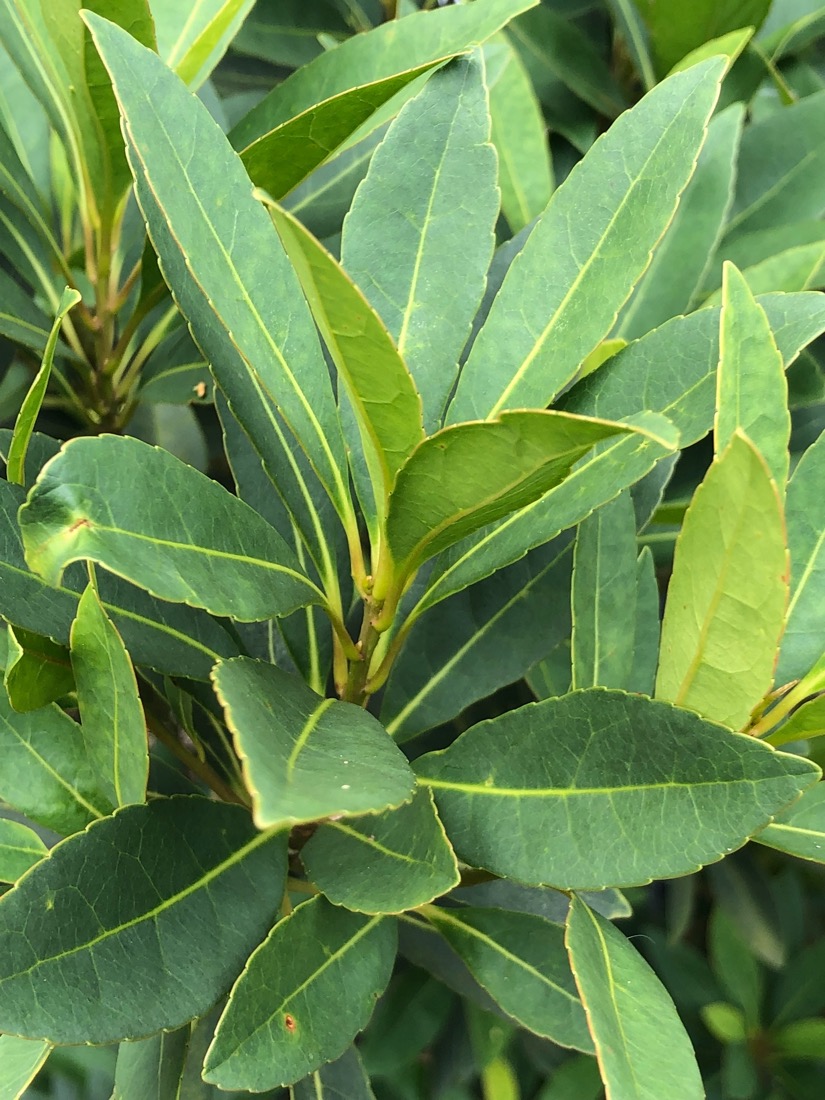 Pimenta Racemosa - Bay Rum - Leaf