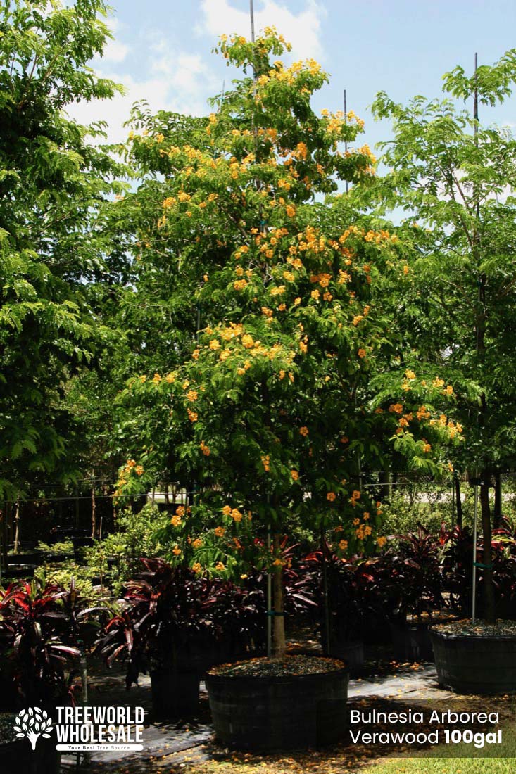 100 Gal - Bulnesia Arborea - Verawood, Maracaibo Lignum-Vitae