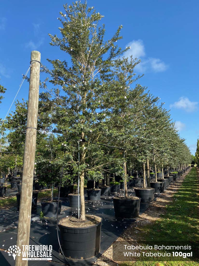 100 Gal - Tabebuia Bahamensis - White Tabebuia, Bahamian Trumpet