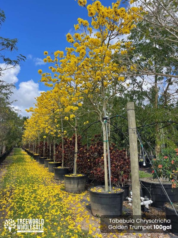 Tabebuia Chrysotricha Golden Trumpet Tree For Sale South Florida 🌳