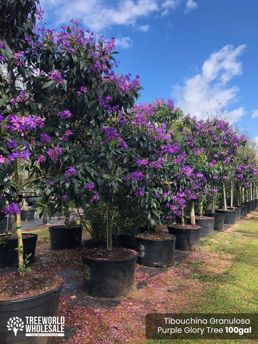 100 Gal - Tibouchina Granulosa for sale - Purple Glory tree