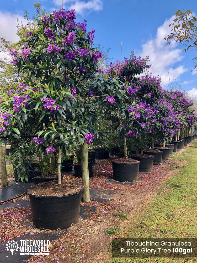 Tibouchina Granulosa - purple glory tree for sale South Florida