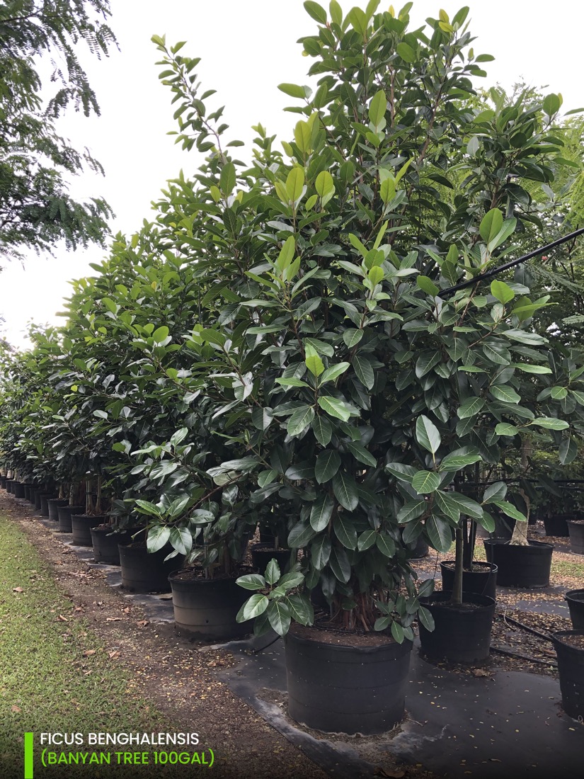 Shade Trees 100 gal ficus benghalensis - banyan tree
