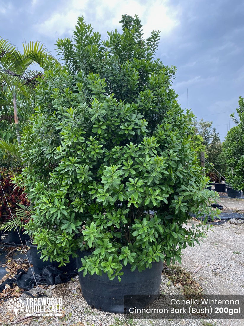200 Gal - Canella Winterana - Cinnamon Bark - Bush
