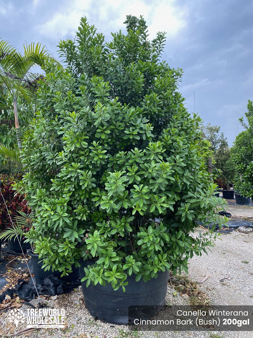 Cinnamon bark tree Florida - 200 Gal - Canella Winterana