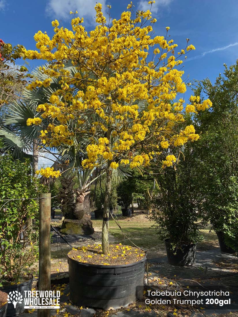 Tabebuia Chrysotricha - Golden Trumpet tree for sale