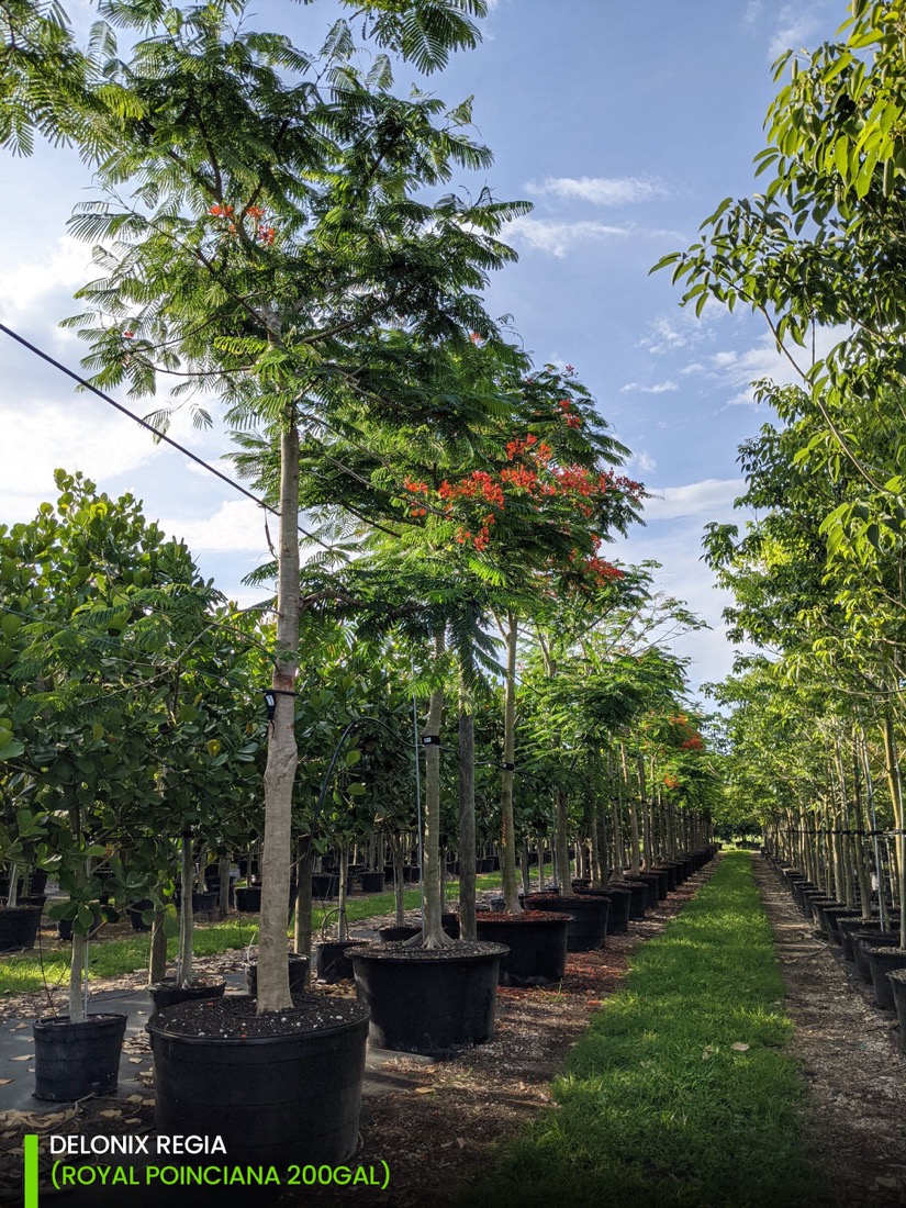 Shade trees 200 gal delonix regia. - royal poinciana