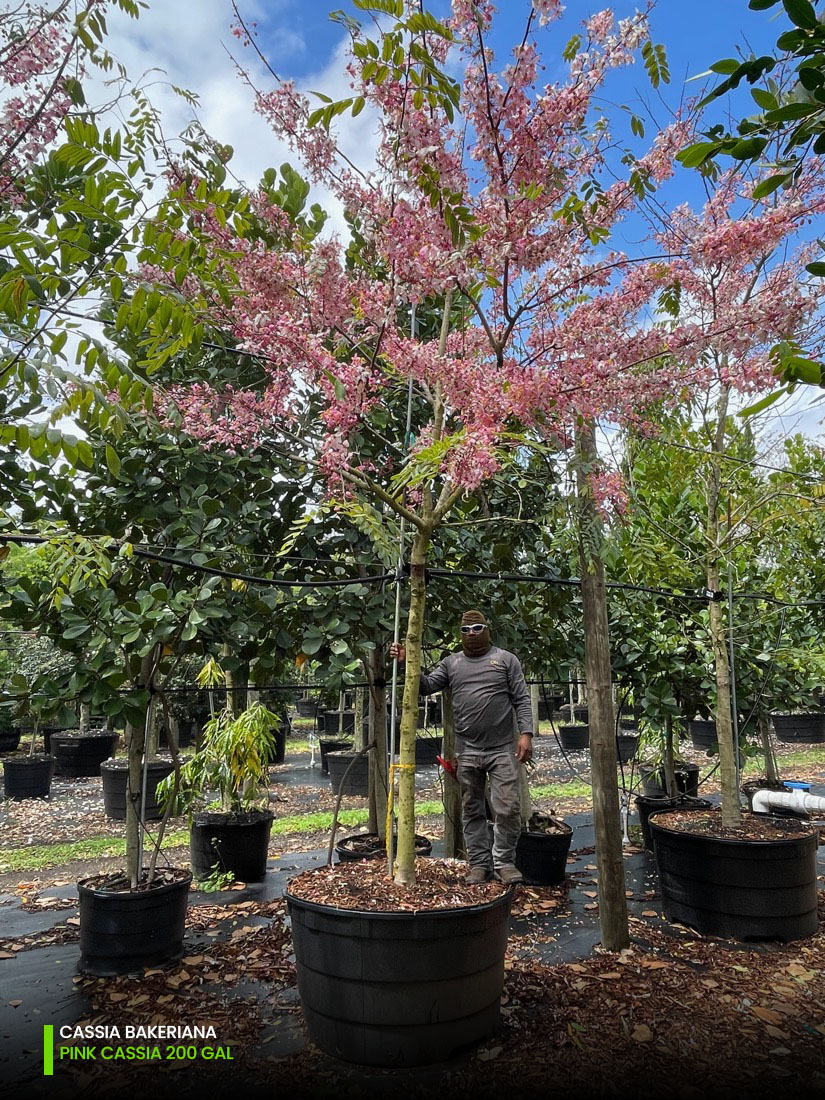 200 gallon Pink Cassia