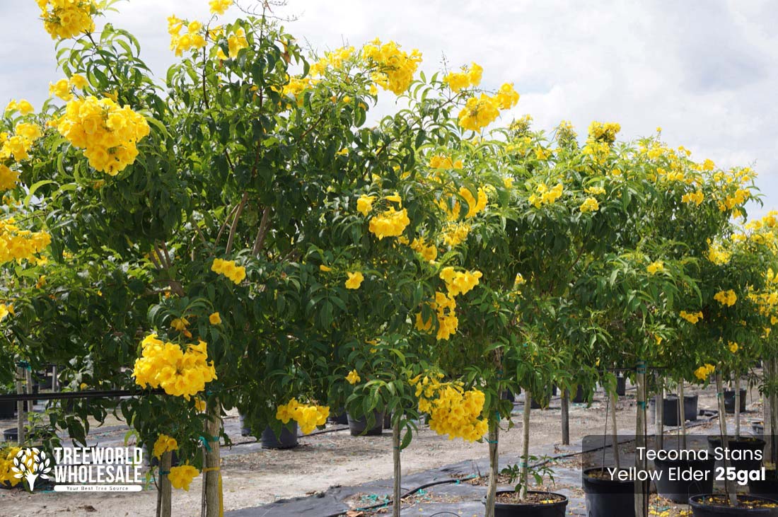 25 Gal - Tecoma Stans - Yellow Elder tree for sale in Florida