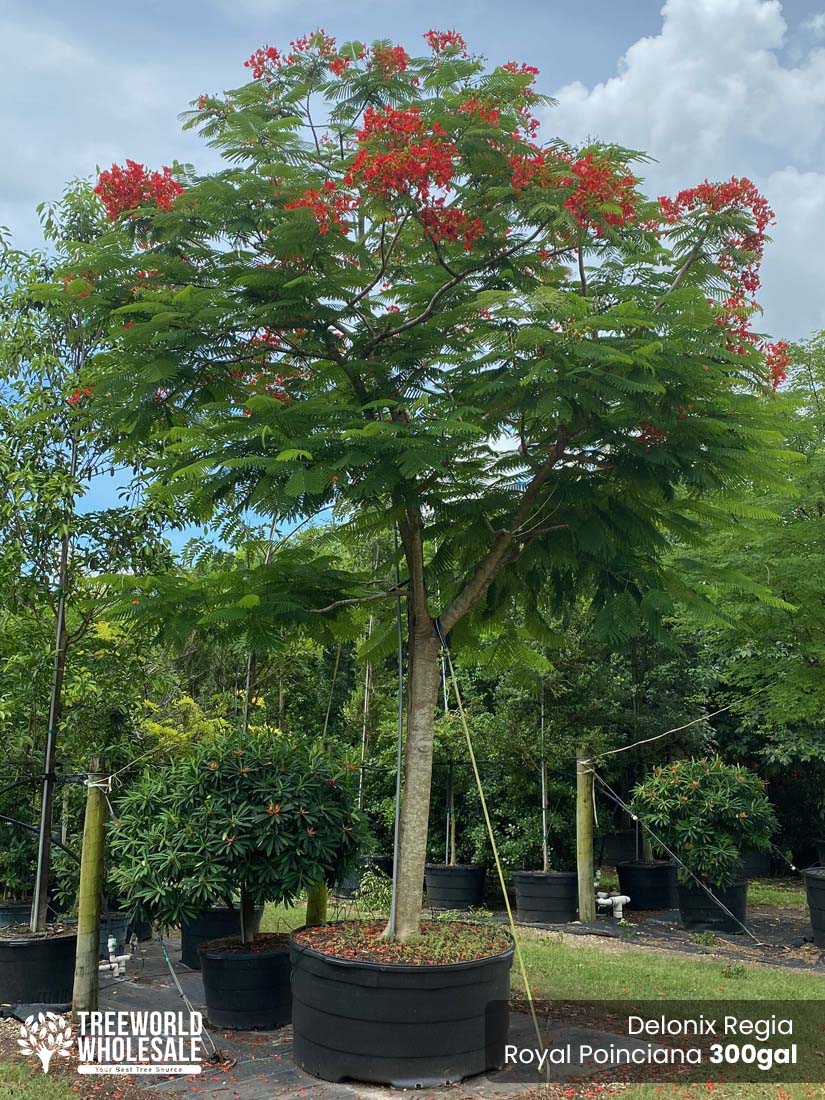 Delonix Regia