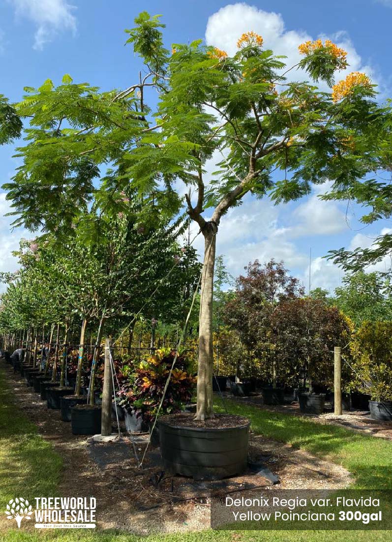 300 Gal - Delonix regia var. flavida - Yellow Poinciana