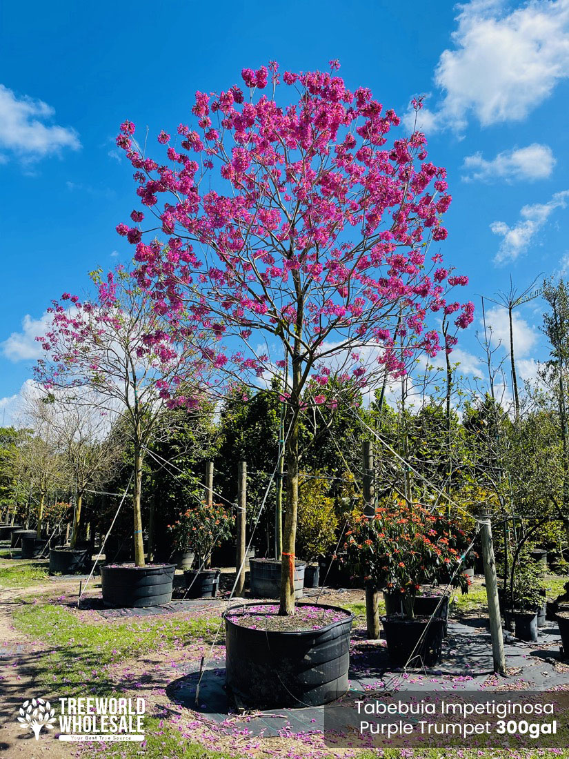 300 Gal - Tabebuia Impetiginosa - Purple Trumpet