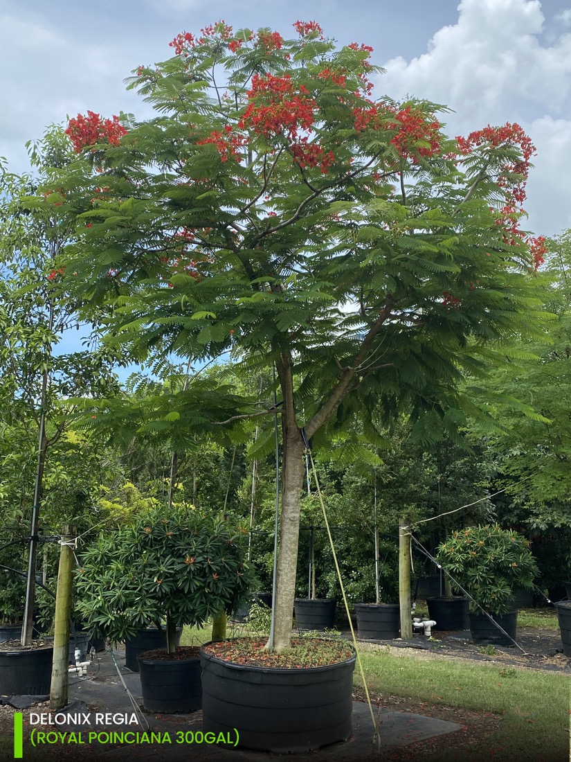 shade trees 300 delonix regia- royal poinciana