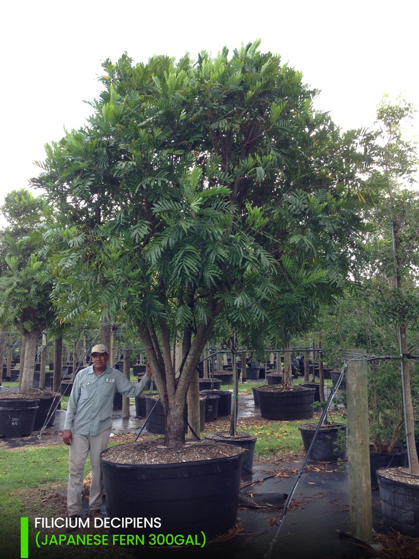 Oranmental trees - 300 gal Filicium Decipiens - japanese fern