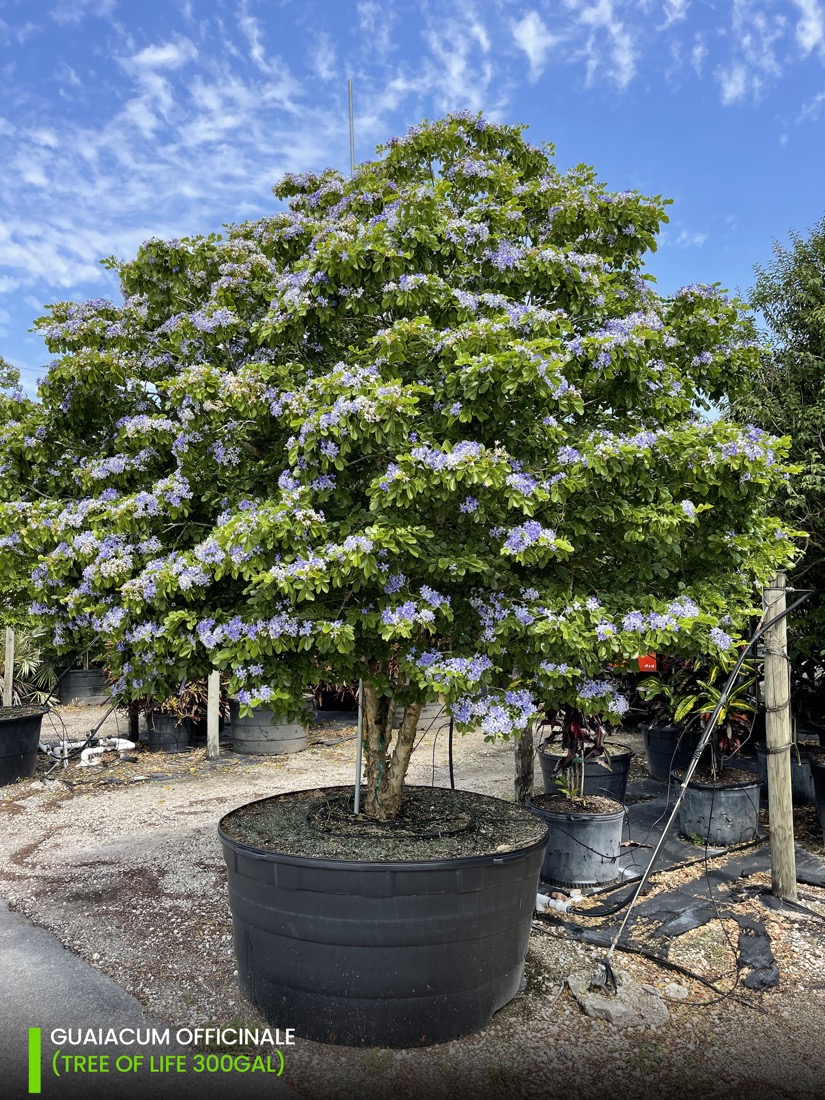 Oranamental trees - 300 gal guaicum officinale - tree of life