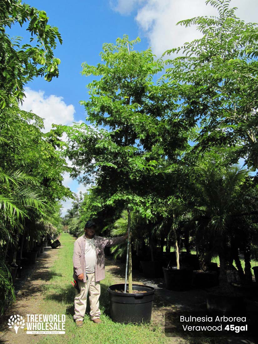 45 Gal - Bulnesia Arborea - Verawood, Maracaibo Lignum-Vitae